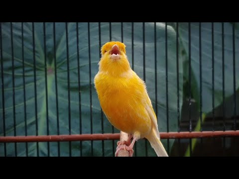 Видео: 15 | CUIT-CUIT❗ ПОЛНЫЙ ЭНЕРГИИ ❗❗Для дрессировки вашей молодой канарейки! #канарейка #мастеринг
