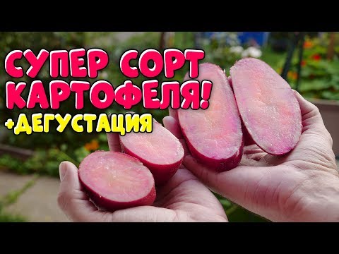 Видео: КАРТОФЕЛЬ С КРАСНОЙ МЯКОТЬЮ! ОН СУПЕР!