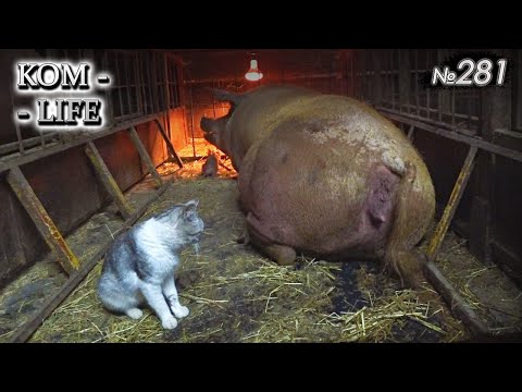 Видео: Шныренко принимает пополнение