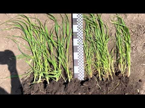 Видео: Как дополнительно сохранить +3 ц/га на яровом ячмене?