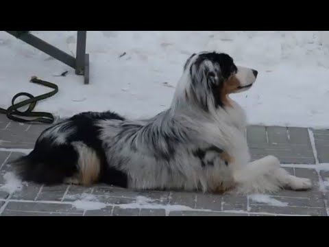 Видео: ДТ - 300. Итоги спецкурса. Коррекция аусси по агрессии на собак.