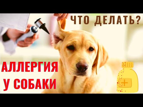 Видео: 🐕🐾📝 Аллергия у собак: причины, виды и методы лечения