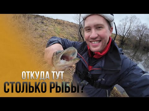 Видео: ОТКУДА ТУТ СТОЛЬКО РЫБЫ ? РЫБАЛКА НА МИКРО РЕЧКЕ