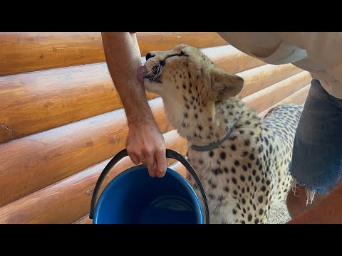 Видео: Герда выполняет команды! Это Самый удивительный гепард! 