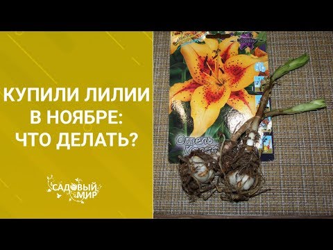 Видео: Купили лилии в ноябре - что делать?