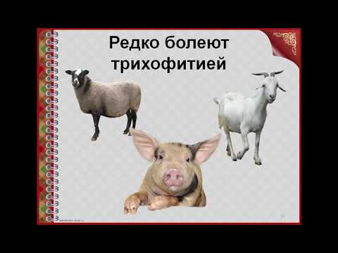 Видео: Петрова Ю.Н. Трихофития