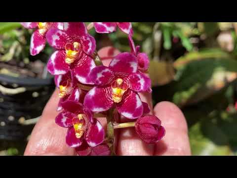 Видео: Цветение Орхидей Новое и Повторное. Саркохилусы, Каттлеи, Ванды, Дендробиумы.