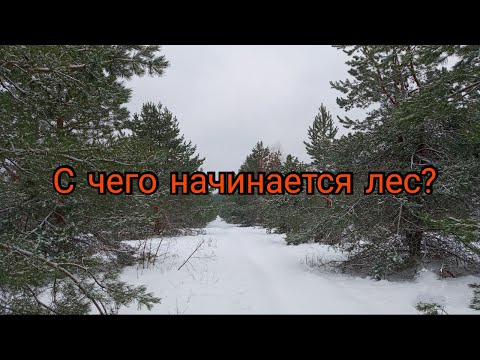 Видео: Еду на лесосеменную  плантацию сосны  и  пытаюсь проехать на родник.