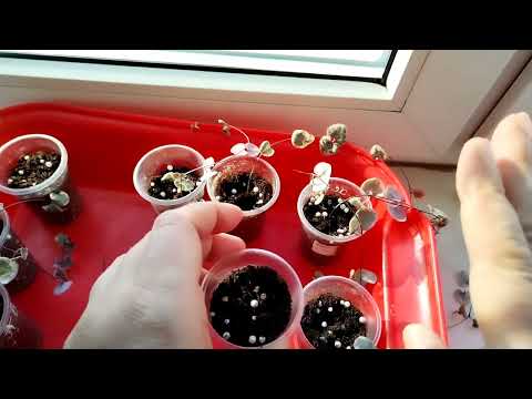 Видео: Черенкую Церопегию Вуда вариегатную.