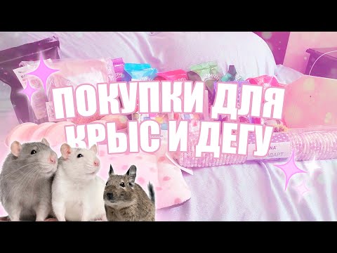 Видео: Покупки для дегу и крыс | Wildberries, зоомагазин, хозцентр | #покупки для грызунов