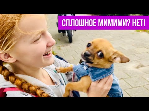 Видео: 7 проблем с собакой, первые впечатления. Не только мимими. Реальная жизнь со щенком чихуахуа#amydog
