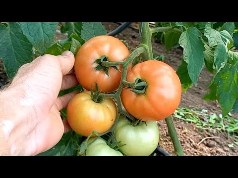 Видео: Сохне цвіт на помідорах. Причини