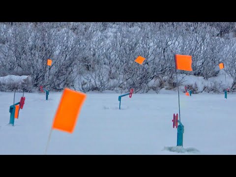 Видео: ПИСЕЦ ОПЯТЬ! ЖЕРЛИЦЫ ГОРЯТ ВСЕ! ЭТО НЕЧТО! Рыбалка С НОЧЁВКОЙ В ЗАПОЛЯРЬЕ часть 5
