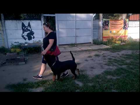 Видео: ЭКЗАМЕН ОКД РЭМ 95 БАЛЛОВ