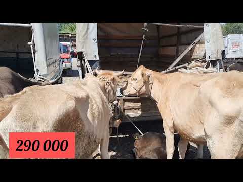 Видео: Бұзаулы сиырлар, Алматы Бәйдібек би ауылы мал базар. 30 07 23