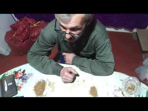 Видео: Дегустация табака Золотая Индия и Спектр