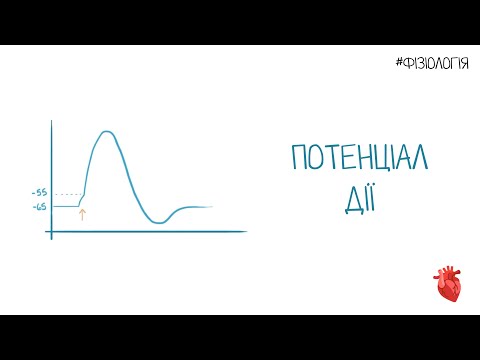 Видео: Потенціал дії | Фізіологія