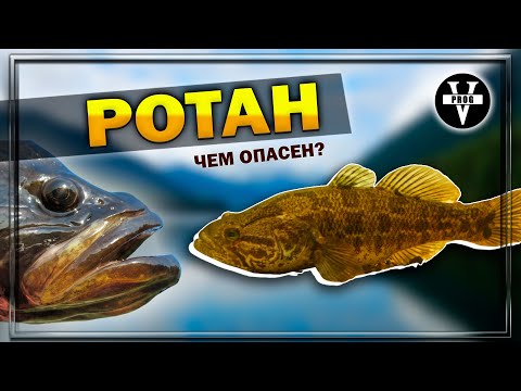 Видео: РОТАН. Он же: головешка, травянка, амурский бычок. Что за рыба?