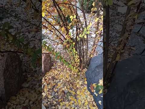 Видео: Моя обрезка барбариса осенью. 