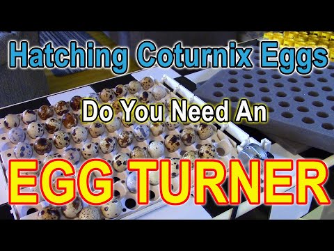 Видео: Вылупление яиц перепелов породы Котурникс — действительно ли вам нужен переворотчик яиц?
