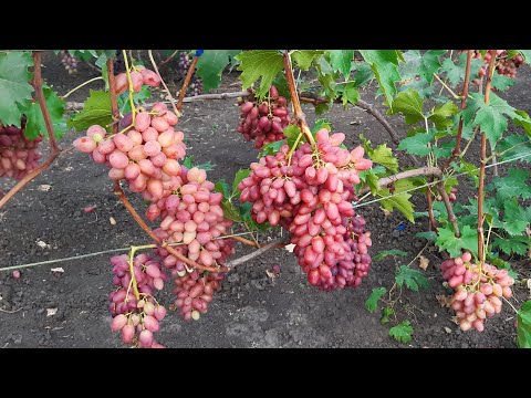 Видео: Экскурсия по винограднику 2 часть: Мелодия, Казанова, Елена-Виктория, Кетмон Сапи, Чёрный коготь…