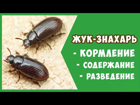 Видео: Жук Знахарь: содержание, кормление и разведение (инструкция)