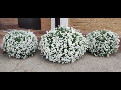Видео: Как Вырастить Роскошный Алиссум Дома В 2025 Году?