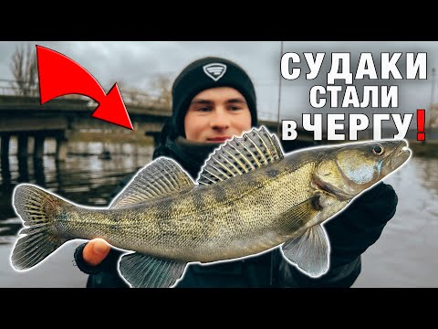 Видео: СУДАКИ Під Мостом ОДИН За ОДНИМ - Судак На Відвідний Повідок - Риболовля Бурштин 2023