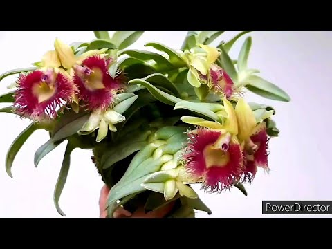 Видео: ОРХИДЕЯ, которую я очень БОЯЛАСЬ. Epidendrum medusae как выращивать в домашних условиях эти орхидеи.