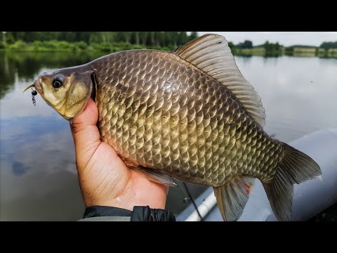 Видео: ЛОВЛЯ КАРАСЯ НА МИКРОДЖИГ!