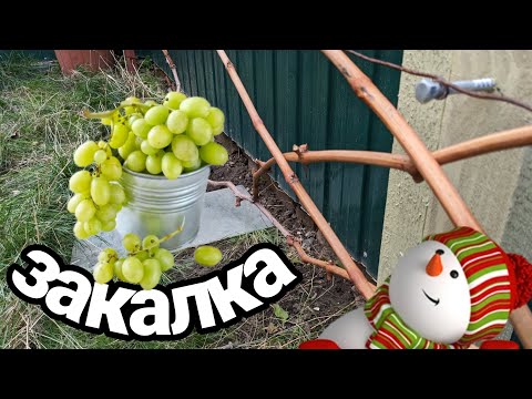 Видео: Причины гибели лозы и глазков в укрытии зимой, закалка лозы 🍇🤔 #виноград#зима#закалка#мороз#глазки#