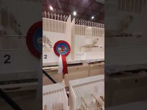 Видео: Канарейки- Выставка в Турции. Часть 1.