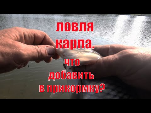 Видео: Ловля карпа. Лагуна. Еганово.