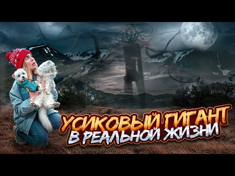 Видео: УСИКОВЫЙ ГИГАНТ В РЕАЛЬНОЙ ЖИЗНИ | 24 ЧАСА В БАГАЖНИКЕ С КОТАМИ