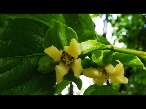 Видео: Хурма с закрытой корневой - надёжная покупка.