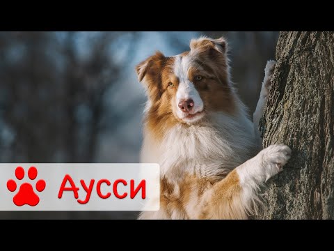 Видео: Австралийская овчарка | Стандарт, характер и воспитание породы аусси