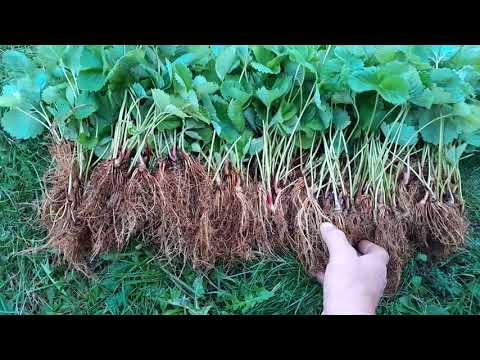 Видео: СУПЕР СОРТ 🍓 СУПЕР СКИДКА 🍓АЗИЯ 🍓🍓🍓068 145 51 57 НАТАЛЬЯ 💖  ВАЙБЕР, МЕССЕНДЖЕР. 
