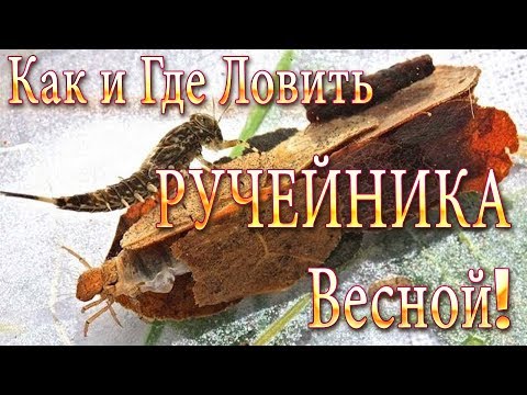 Видео: Как и Где Ловить Ручейника Весной! Лучшая Наживка для Рыбалки!