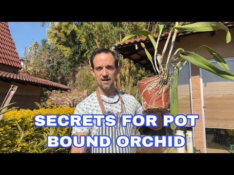 Видео: Волшебные секреты выращивания орхидей в горшках