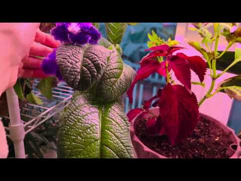 Видео: Мой маленький зимний сад🌿🌸Обзор!