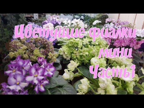 Видео: Цветущие фиалки.Мини.Часть1.на19.07.21.Текущий уход за фиалкой на фитильном поливе.