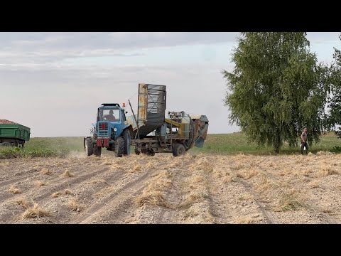 Видео: ВРОЖаю НЕМА, а ціна ВИСОКА!!!ЯК ВОЛИНЬ копає картоплю