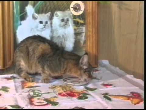 Видео: Уроки доброты Юрия Куклачева часть 4 (2004)