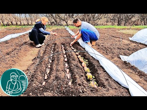 Видео: 🍠 Выращивание батата без рассады 🌱 Посадка батата клубнями в парник 🔍 Эксперимент