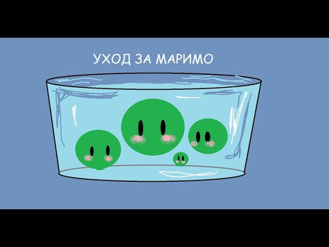 Видео: Уход за Маримо, самое главное (ЛЕКЦИЯ)