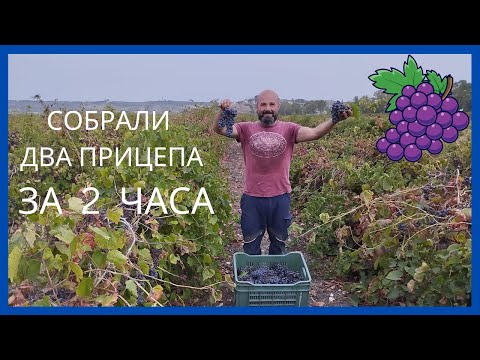 Видео: 43. Занялись виноделием неожиданно даже для себя.  Пошли в школу.