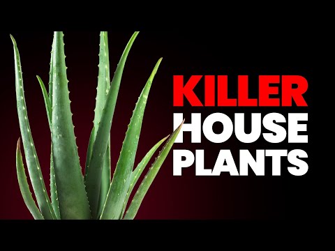 Видео: 20 самых опасных растений в вашем доме