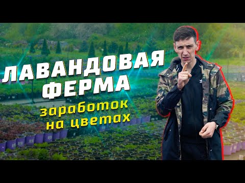 Видео: Питомник "Лавандовая ферма"// Как выйти на 2,5 оборота в год// Часть 1