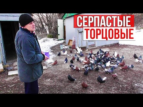 Видео: Серпастая и торцовая птица Сергея г. Светловодск