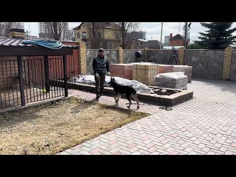 Видео: 554. Возвращение в вольер по команде, дрессировка.